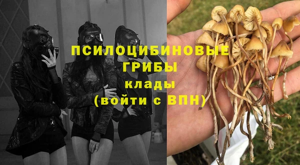 прущие грибы Каменногорск